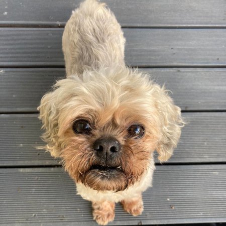 Piesek po pielęgnacji